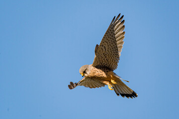 Male kestrel bird of prey, Falco tinnunculus, hovering hunting for prey