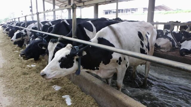 Close up of dairy cows feeding on hay on livestock farm. Automatic cleaning system. Concept of agriculture, sustainable milk production, technology, cattle industry, cow farm, bem estar animal welfare