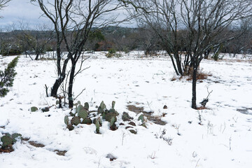 Texas winter landscape with mesquite trees and prickly pear cactus in snow.