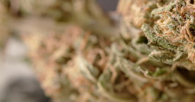 Closeup of dried Cannabis buds. Hemp flower out of focus and in focus