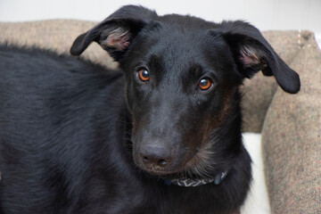 Mix Breed Rescue Dog