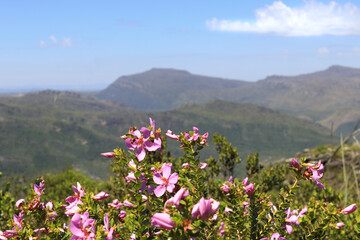 Obraz premium Landscape in the background with pink flowers focused in the foreground.