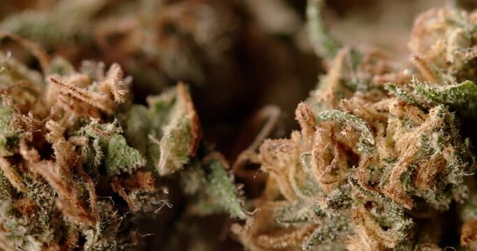 Closeup Hemp Flower, CBD and THC in Sativa Weed. Natural Medicine for healing different diseases