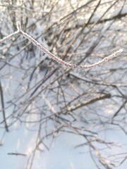 Snow and frost on the branches of trees on a frosty day.