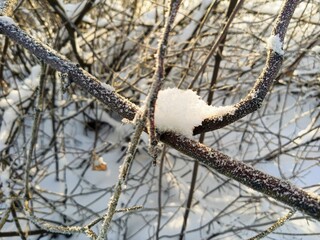 Snow and frost on the branches of trees on a frosty day.