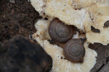 snail on wood