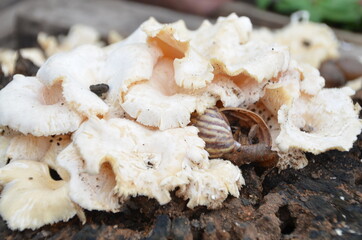 mushrooms on a plate