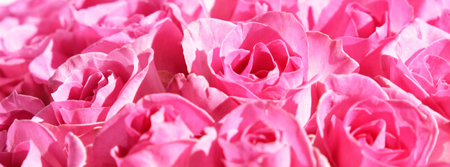 Flowers banner of pink roses