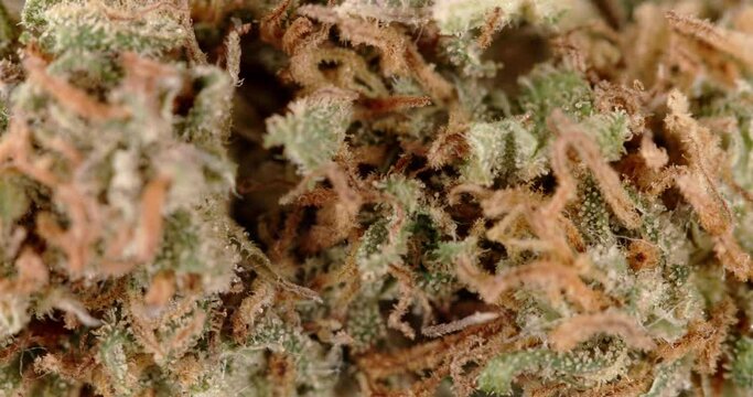 Closeup Hemp Flower, CBD and THC in Sativa Weed. Natural Medicine for healing different diseases