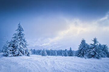 frozen trees with snow virgin nature winter still life