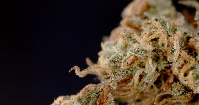 Macro of Marijuana Bud. medical Cannabis on Black background. CBD Product for better health