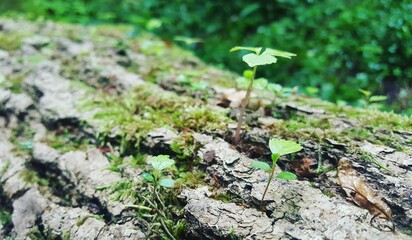 Close up of Cyan lichen and other lichens and moss