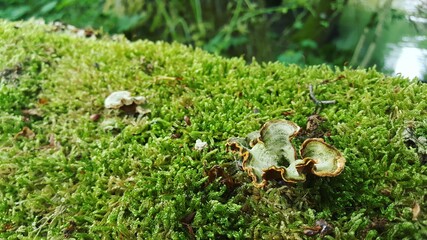 Close up of Cyan lichen and other lichens and moss