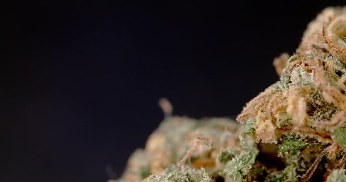 Macro of Marijuana Bud. medical Cannabis on Black background. CBD Product for better health