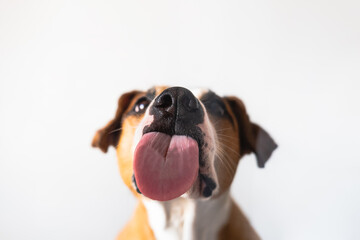 Dog with licking tongue, close-up view, shot through the glass. Funny pet portrait, focus on the tongue - obrazy, fototapety, plakaty