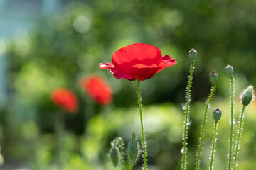 Obraz premium Bright red poppy flower (Papáver) outdoors in sunlight
