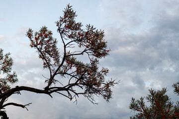 silhouette of a twisted branch against the background of the evening sky with clouds