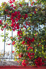Fototapeta na wymiar Beautiful red flowers and climbing plants on grille