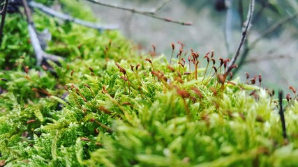 Close up of moss with sporophyte 