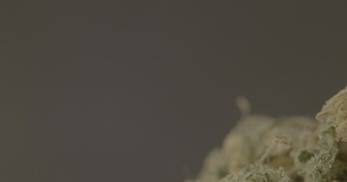 Medical marijuana closeup. CBD Hemp and Cannabis. LOG Colors