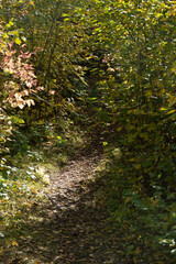 path in the forest