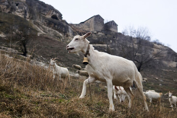 goats graze on a mountainside against the backdrop of an abandoned medieval cave fortress on a cliff
