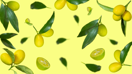 Cumquat or kumquat with leaves Fresh kumquat levitation with leaves falling in the air. Cut and...