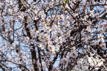 Spring blooming. Almond tree blossoming background