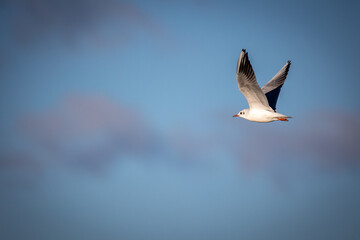 Gaviota reidora