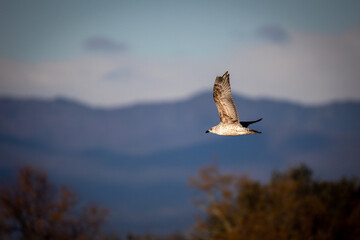 Gaviota Patiamarilla juvenil en vuelo