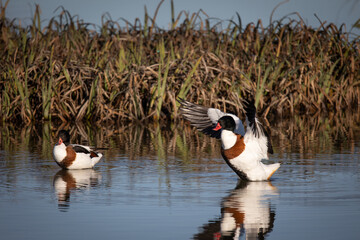 Tarro blanco aleteando