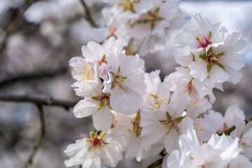 Spring blooming. Almond tree blossoming background