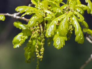 A branch of a flowering common or pedunculated oak