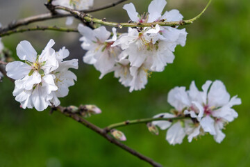 Obraz premium Spring blooming. Almond tree blossoming closeup