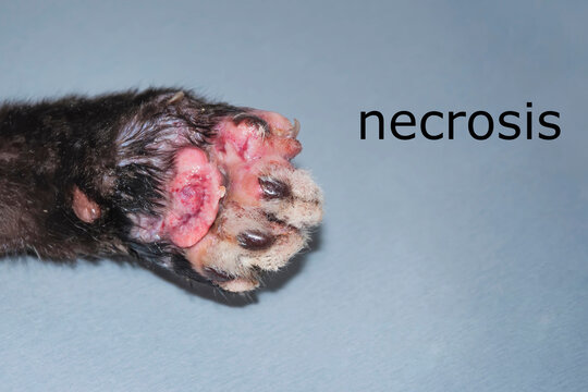 Necrosis of the bundles on the paw of a cat.