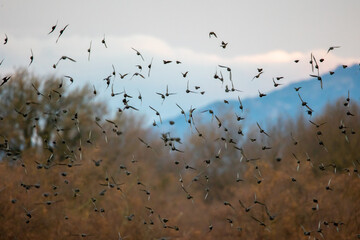 Danza de una bandada de estorninos en vuelo