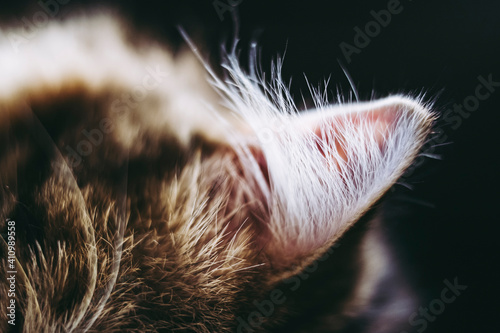 Close Sur Les Poils De L Oreille D Un Petit Chat Tigre Oreille De Chat Wall Mural Picsart Close Sur Les Poils De L Oreille D Un Petit Chat Tigre Oreille De Chat Wall Mural Picsart