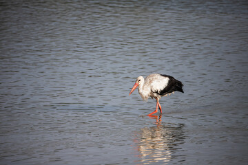 White stork whiles searches food