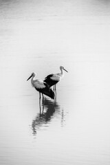 White storks situated on the water