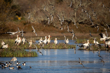 Estanys de Vilaüt, Aiguamolls de l'Empordà