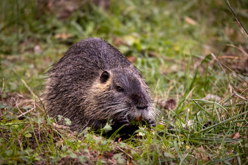 Copiú, especie invasora en Europa