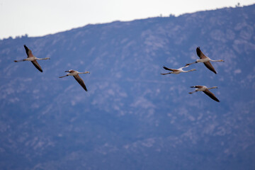 Cigüeñas volando sobre los humedales