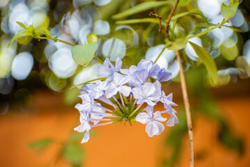 Close-up of beautiful blue flowers with blurry background