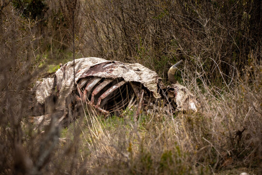Cadaver de vaca en el campo despu&eacute;s del paso de los buitres
