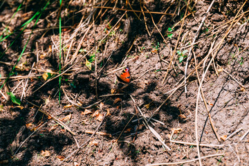 Butterfly on dirt road