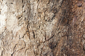 tree bark close up. bark of an old giant tree. tree bark textures and patterns