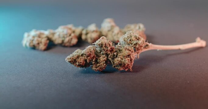 CBD Buds, Marijuana on dark background. Cannabis Flower with colored Light