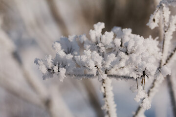 Dried plants in a winter park. The plants are covered with beautiful snow patterns. Shot close-up.