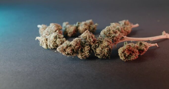 Panning over Weed and Hemp. Dry Cannabis Buds on dark background. CBD as Medicine in Natural form