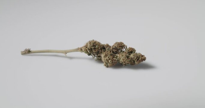 Weed Bud with stem on white background. natural medicine with cbd content. Cannabis Flower isolated
